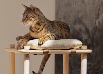 Top 10 des designs adaptés aux chats pour que vos amis félins soient satisfaits, douillets et occupés